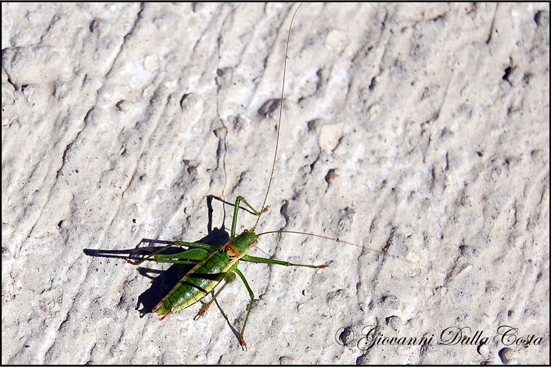 Leptophyes boscii  (Phaneropteridae)